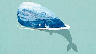 Teammanager und Klimaverbesserer: Der Wal